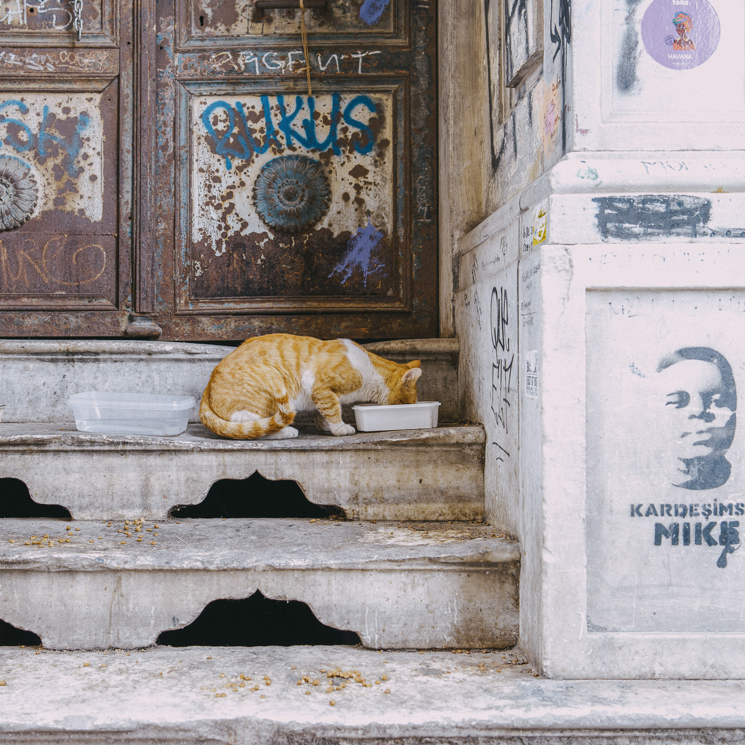Cat Days, Istanbul
