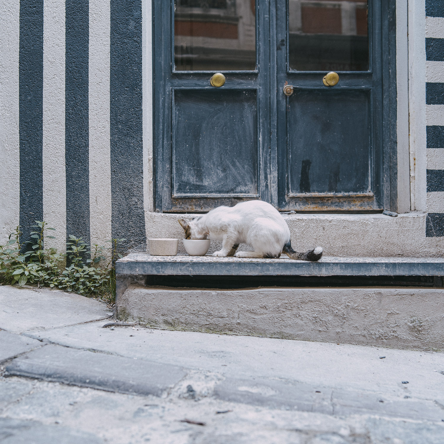 Cat Days, Istanbul