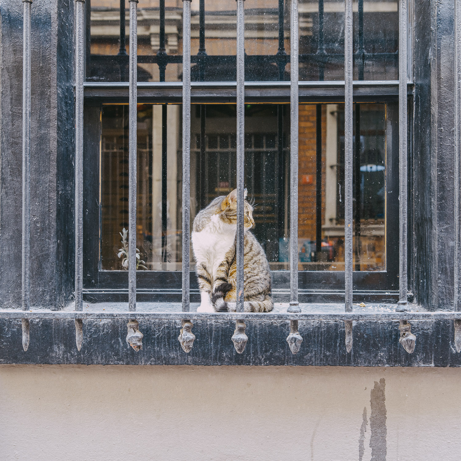 Cat Days, Istanbul