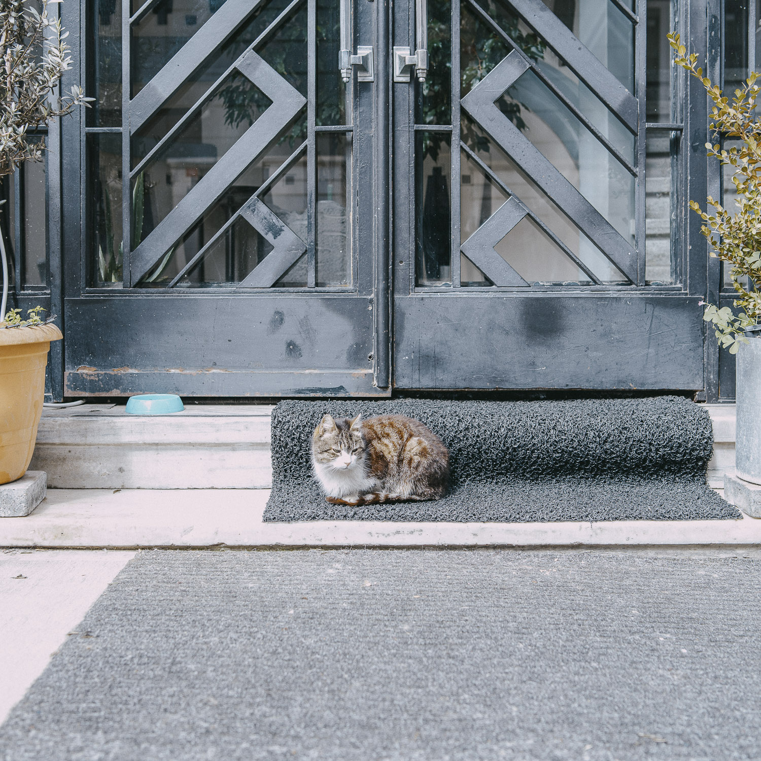 Cat Days, Istanbul