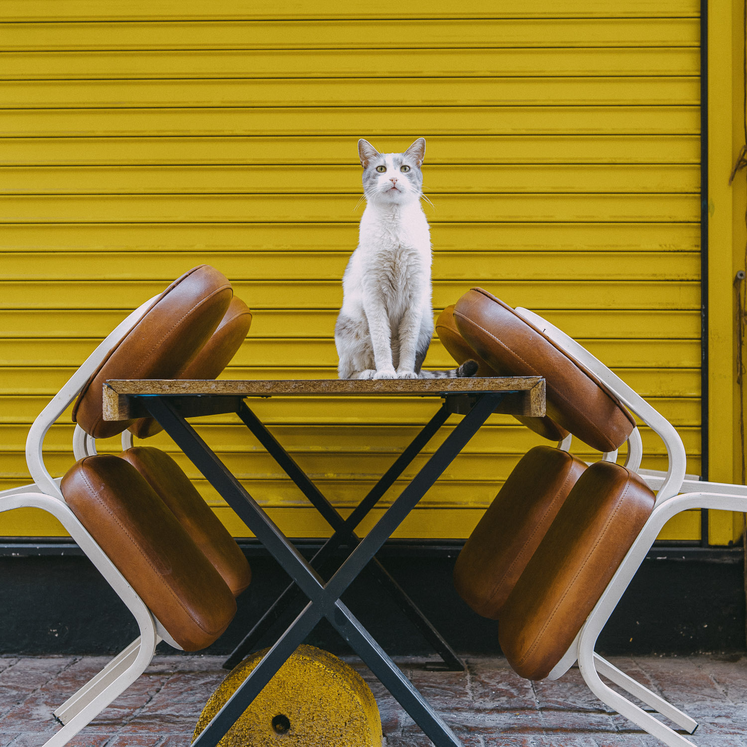 Cat Days, Istanbul