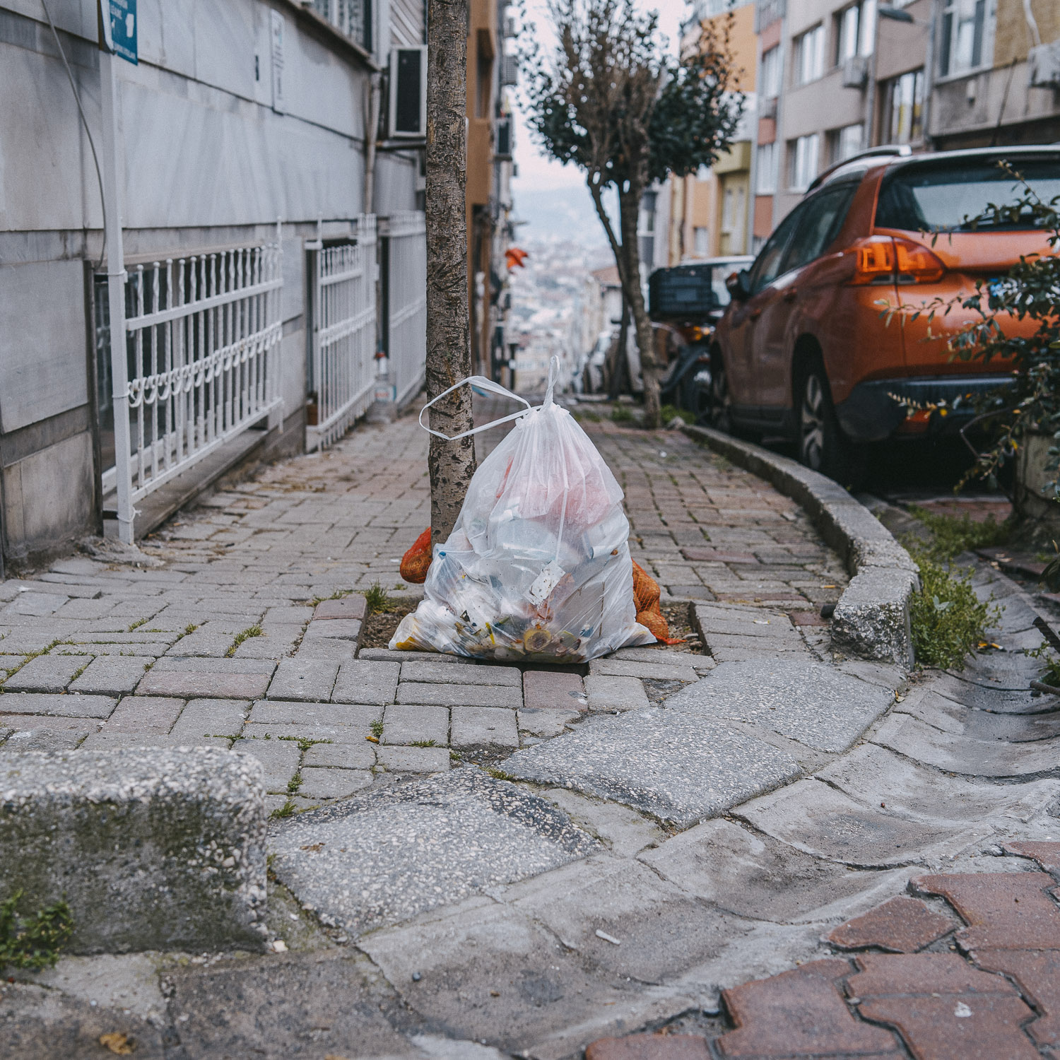 Cat Days, Istanbul