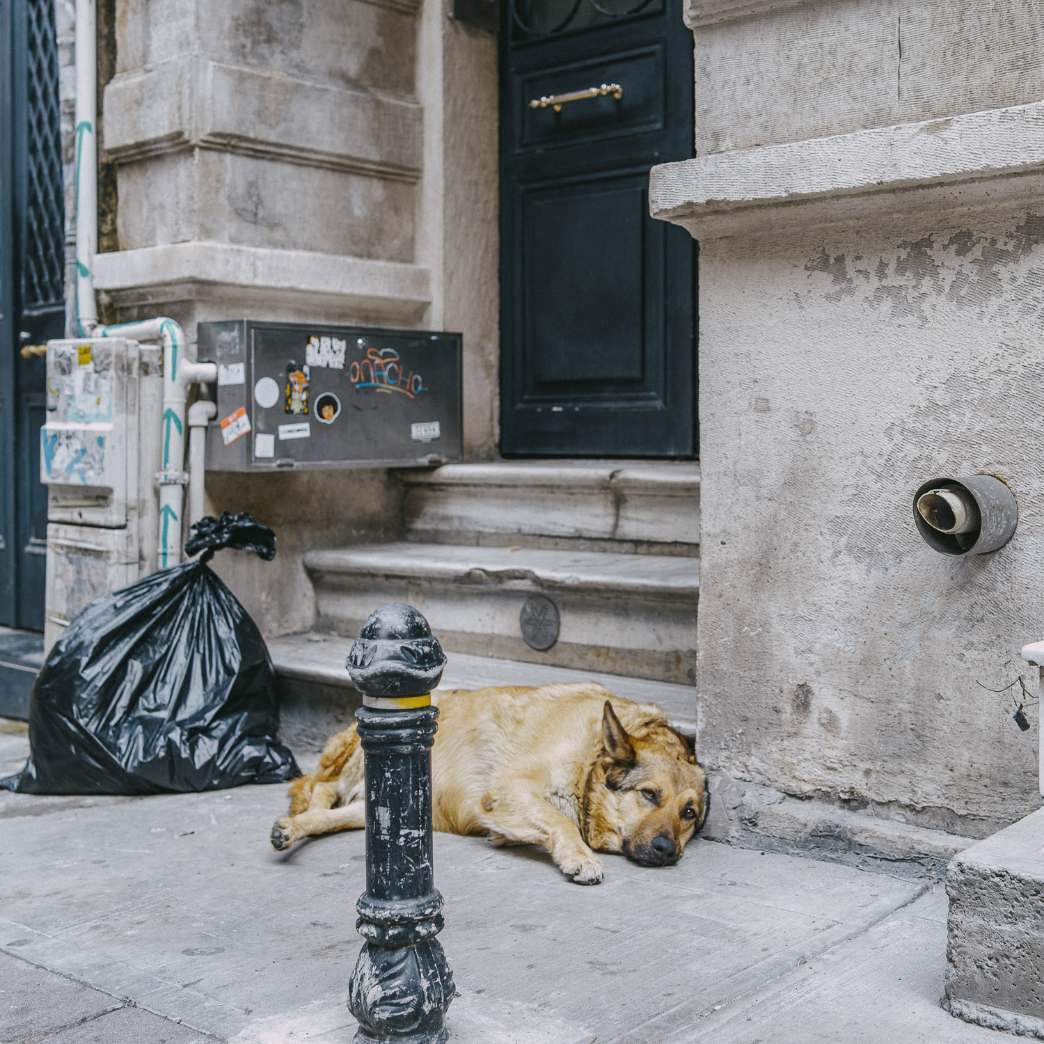 Cat Days, Istanbul