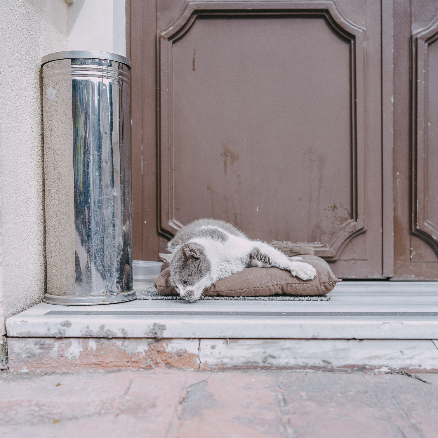 Cat Days, Istanbul