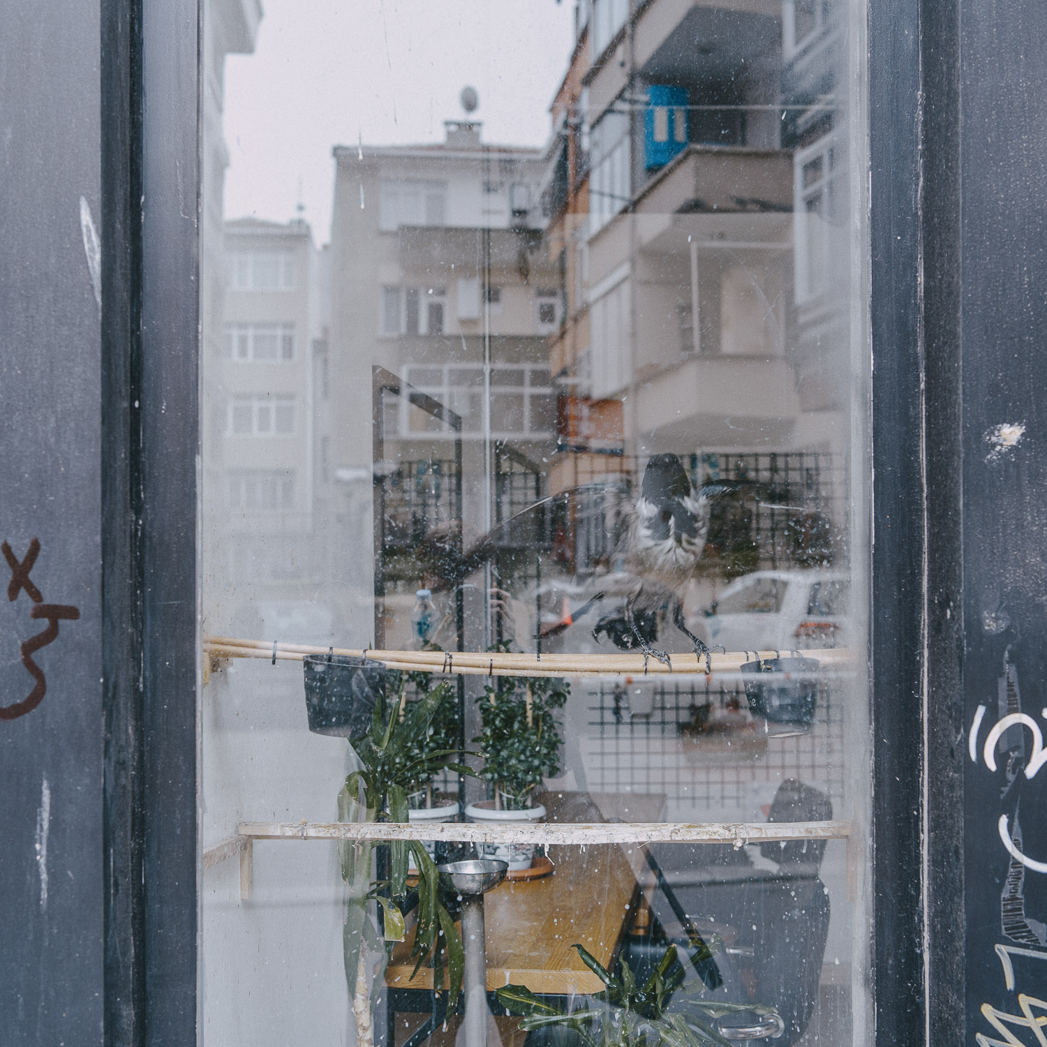 Cat Days, Istanbul
